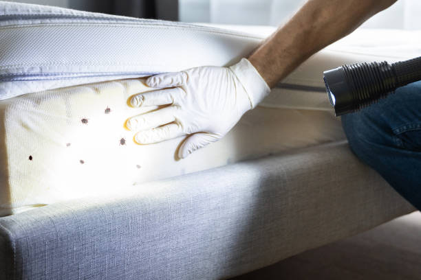 Flea Control Services in Lathrup Village, MI